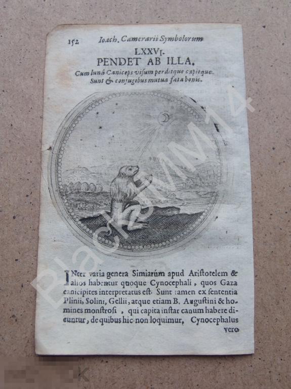 1677 Гравюра медь Камерарий Символы Эмбемы Латынь Зависит от нее Лев Луна