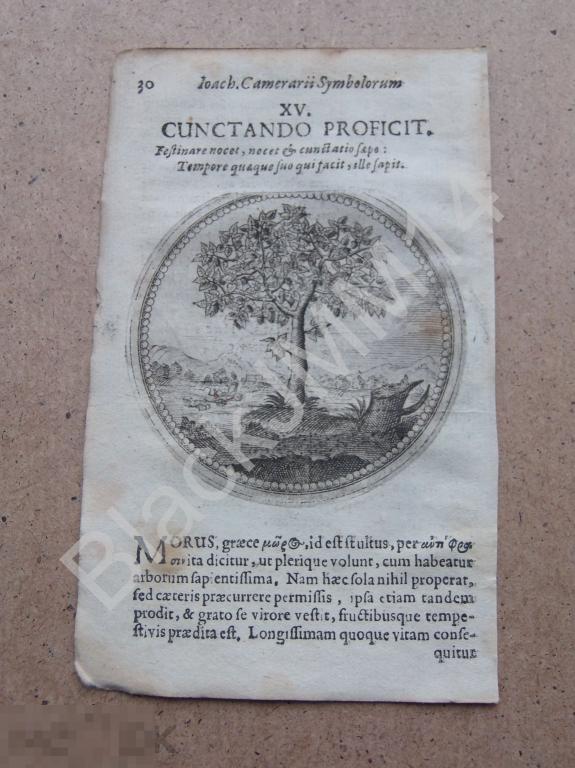 1677 Гравюра медь Камерарий Символы Эмбемы Латынь Колеблющийся Дерево