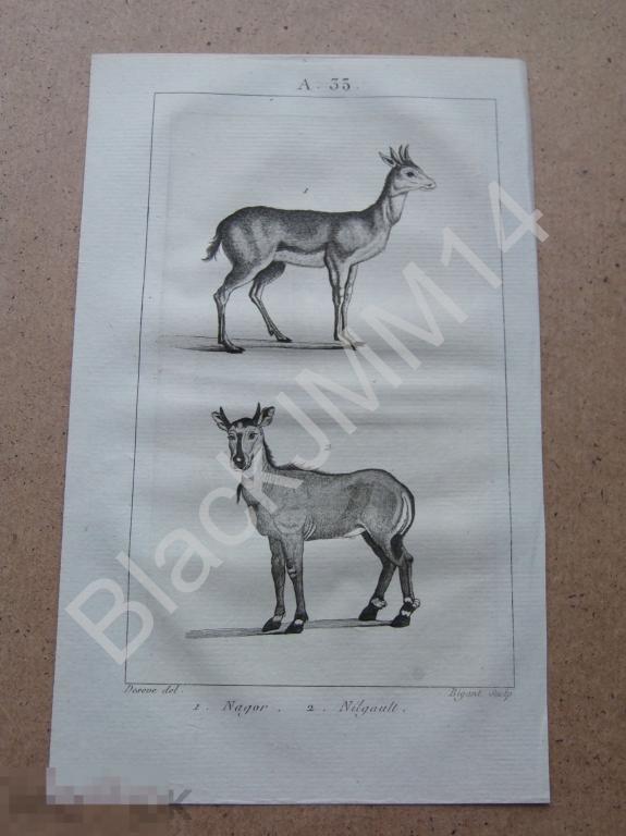 1814 г. Гравюра Животные Звери Болотный козел Антилопа Нильгау
