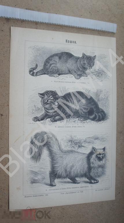 1902 г. Литография Кошки Дикая Ангорская Нубийская