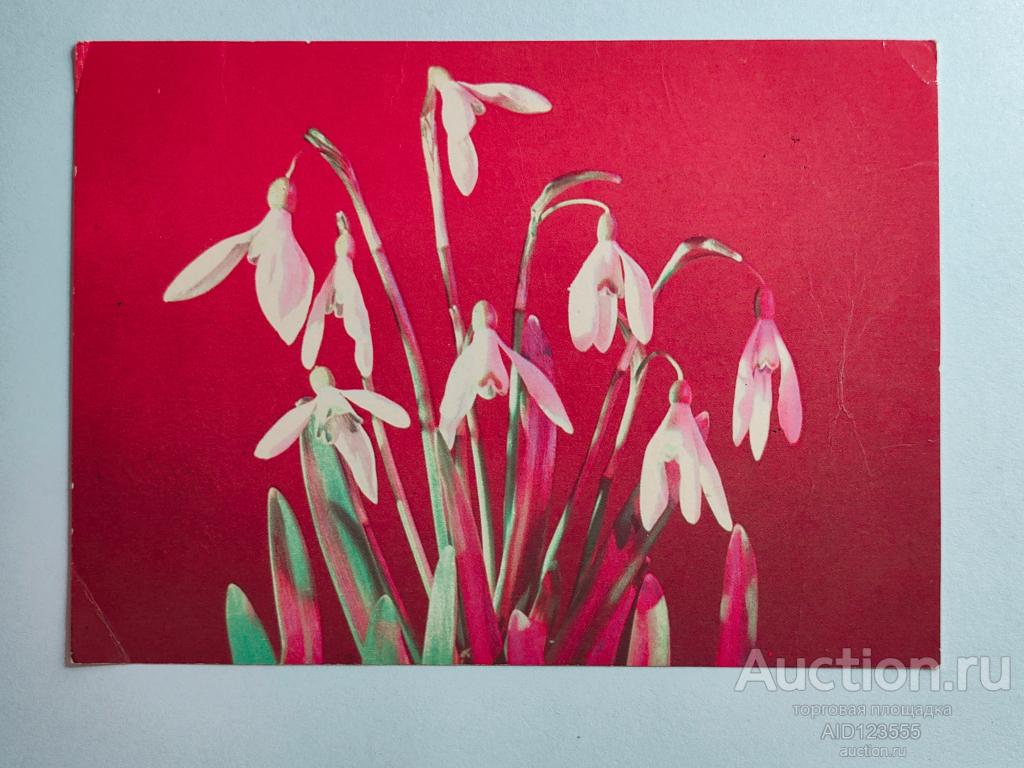 Открытка Миндель подписана цветы Подснежники 1972 г УССР Украина мистецтво