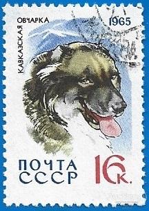 1965 СССР 3171 (Z 3082) Собаки. Кавказская овчарка (1/10) Гаш.