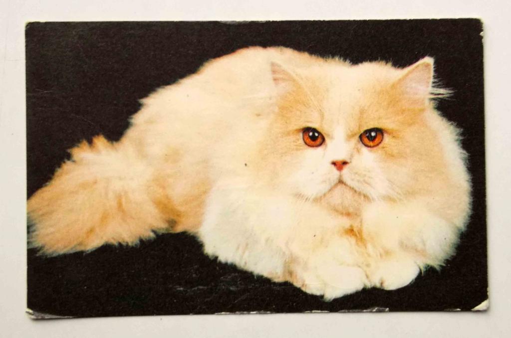 Календарик  персидская кошка на 1989 год