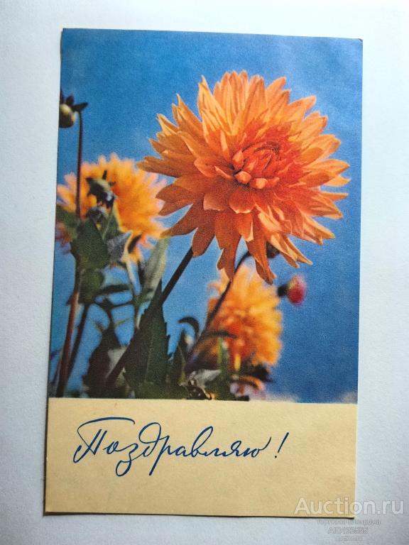 Открытка цветы Поздравляю Флора Рыков 1967 год Чистая