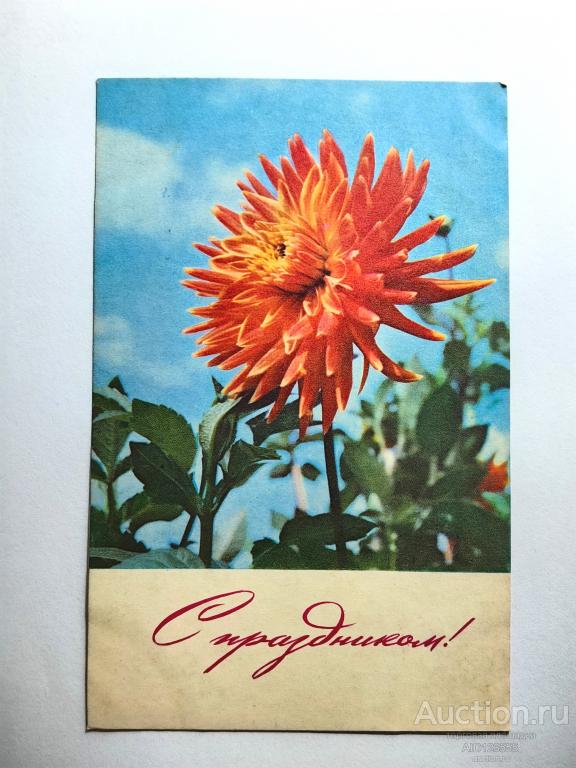Открытка цветы С праздником Флора Рыков 1967 год Чистая