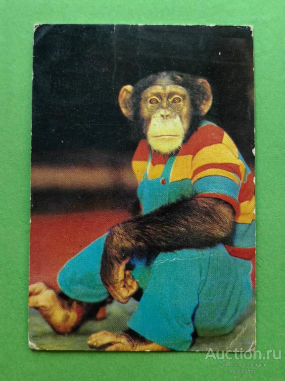 Календарик СССР цирк Мартышка обезьянка 1984 г