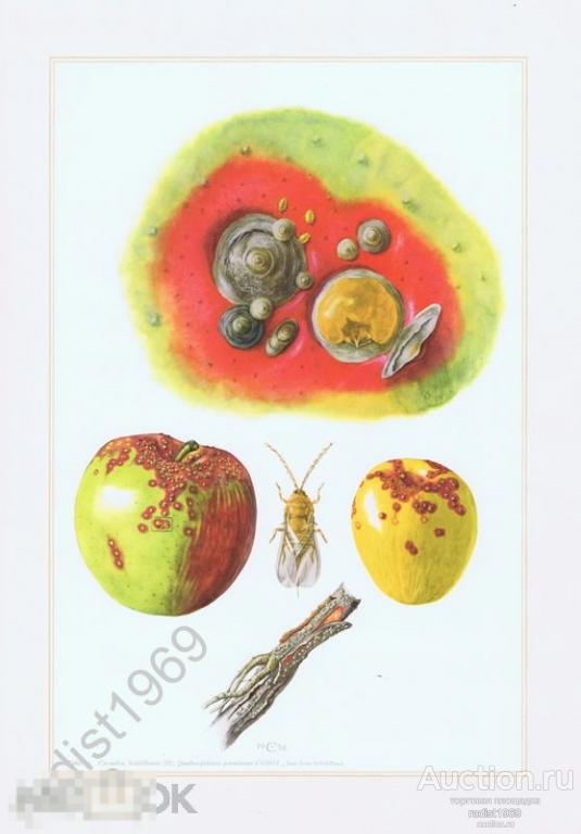 ОФСЕТНАЯ ЛИТОГРАФИЯ 1957 г. НАСЕКОМЫЕ. РАВНОКРЫЛЫЕ. ЛОЖНОКАЛИФОРНИЙСКАЯ ЩИТОВКА