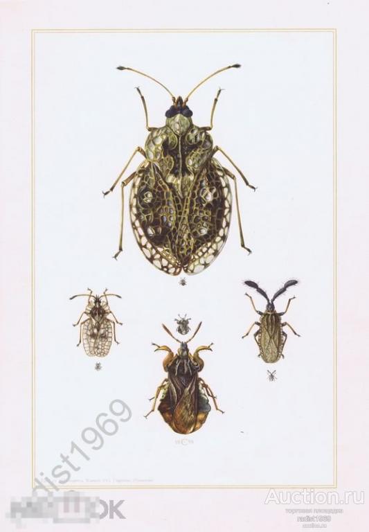 ОФСЕТНАЯ ЛИТОГРАФИЯ 1957 г. НАСЕКОМЫЕ. КЛОПЫ. КРУЖЕВНИЦЫ И КРУПНОГЛАВЫ