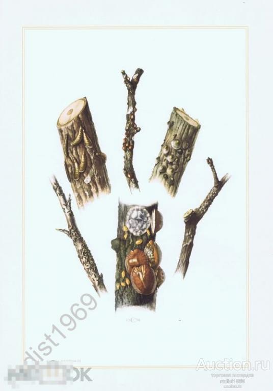 ОФСЕТНАЯ ЛИТОГРАФИЯ 1957 г. НАСЕКОМЫЕ. РАВНОКРЫЛЫЕ. КАЛИФОРНИЙСКАЯ ЩИТОВКА