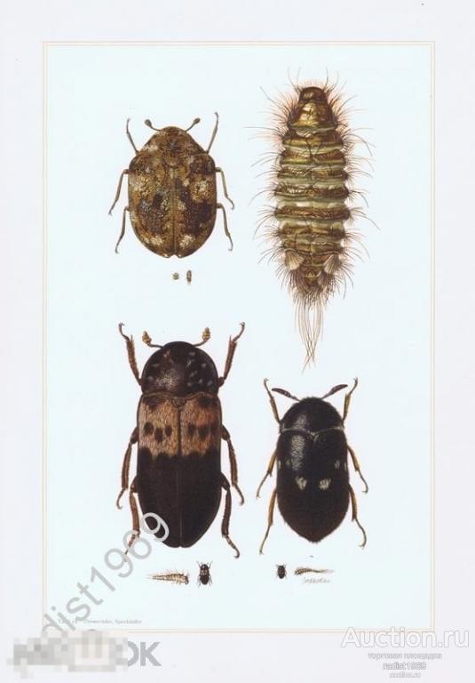 ОФСЕТНАЯ ЛИТОГРАФИЯ 1957 г. НАСЕКОМЫЕ. ЖУКИ. КОЖЕЕДЫ. ЭНТОМОЛОГИЯ