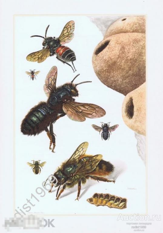 ОФСЕТНАЯ ЛИТОГРАФИЯ 1957 г. НАСЕКОМЫЕ. ПЕРЕПОНЧАТОКРЫЛЫЕ. ОСМИЯ РЫЖАЯ, ХАЛИКОДОМА И ДИОКСИС