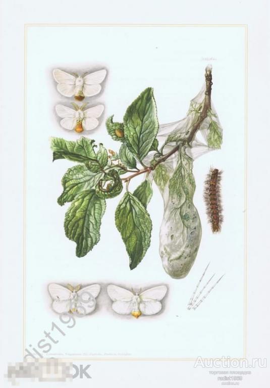 ОФСЕТНАЯ ЛИТОГРАФИЯ 1957 г. НАСЕКОМЫЕ. БАБОЧКИ. ЗЛАТОГУЗКА И ЖЕЛТОГУЗКА. ЭНТОМОЛОГИЯ