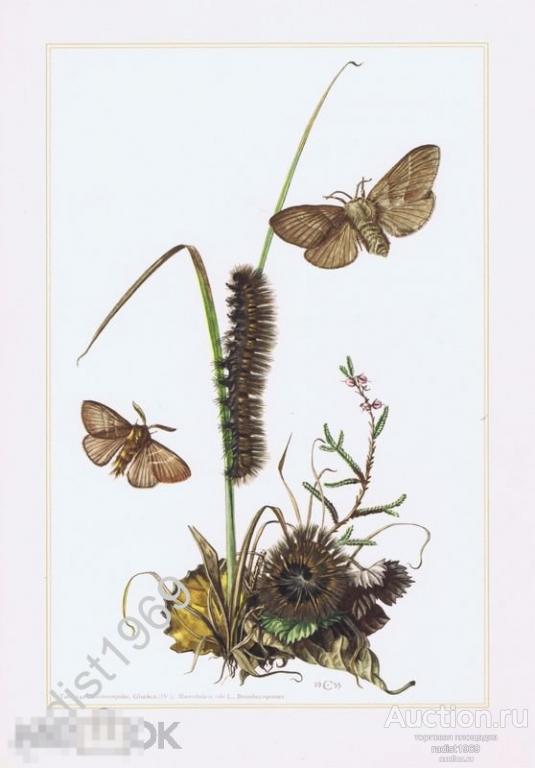 ОФСЕТНАЯ ЛИТОГРАФИЯ 1957 г. НАСЕКОМЫЕ. БАБОЧКИ. КОКОНОПРЯД МАЛИННЫЙ. ЭНТОМОЛОГИЯ