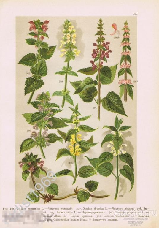 ХРОМОЛИТОГРАФИЯ 1899 г. РАСТЕНИЯ, ЦВЕТЫ. ЧИСТЕЦ, ЧЕРНОКУДРЕННИК, ЯСНОТКА, ГЛУХАЯ КРАПИВА, ЗЕЛЕНЧУК