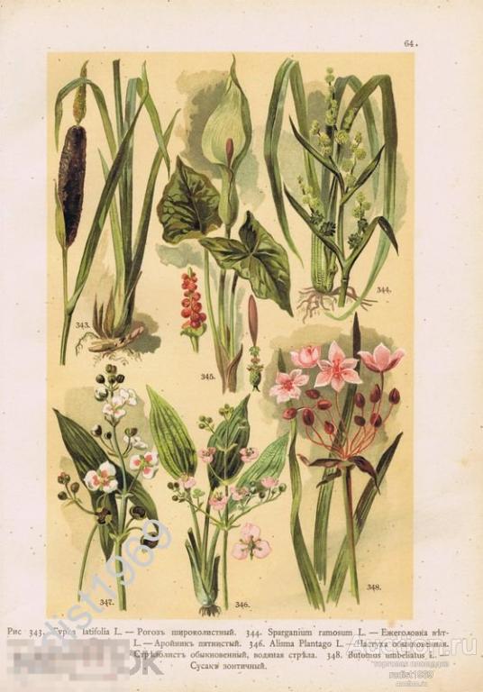 ХРОМОЛИТОГРАФИЯ 1899 г. РАСТЕНИЯ, ЦВЕТЫ. РОГОЗ, ЕЖЕГОЛОВКА, АРОЙНИК, ЧАСТУХА, СТРЕЛОЛИСТ, СУСАК
