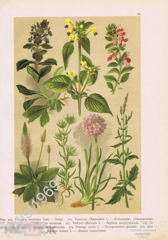 ХРОМОЛИТОГРАФИЯ 1899 г. РАСТЕНИЯ, ЦВЕТЫ. ЗЯБРА, ДУБРОВНИК, ВЕРБЕНА, ПОДОРОЖНИК, АРМЕРИЯ, ЖИВУЧКА