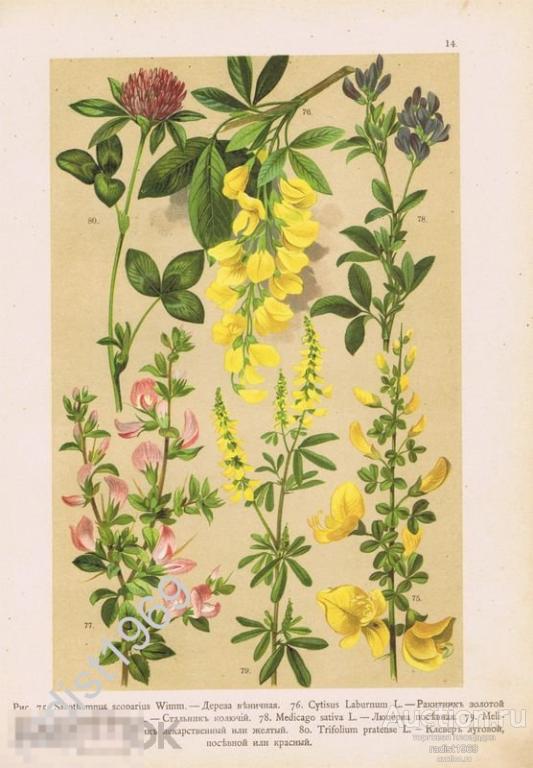 ХРОМОЛИТОГРАФИЯ 1899 г. РАСТЕНИЯ, ЦВЕТЫ. ДЕРЕЗА, РАКИТНИК, СТАЛЬНИК, ЛЮЦЕРНА, КЛЕВЕР ЛУГОВОЙ, ДОННИК