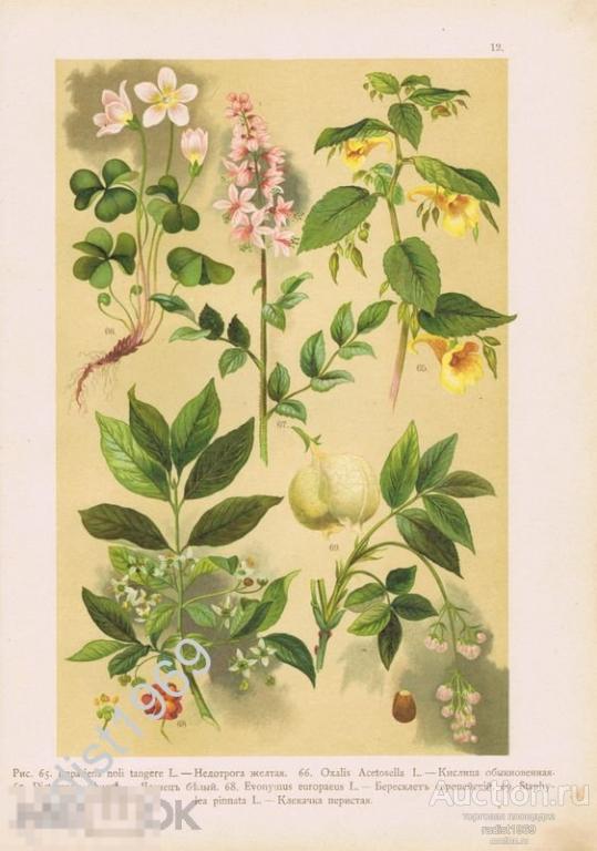 ХРОМОЛИТОГРАФИЯ 1899 г. РАСТЕНИЯ, ЦВЕТЫ. НЕДОТРОГА, КИСЛИЦА, ЯСЕНЕЦ, БЕРЕСКЛЕТ, КЛЕКАЧКА