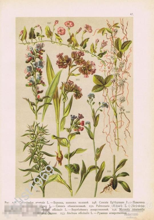 ХРОМОЛИТОГРАФИЯ 1899 РАСТЕНИЯ, ЦВЕТЫ. ВЬЮНОК, ПОВИЛИКА, НЕЗАБУДКА, ЛЕГОЧНИЦА, РУМЯНКА ЛЕКАРСТВЕННАЯ