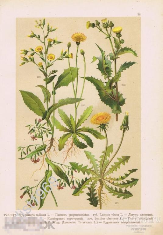 ХРОМОЛИТОГРАФИЯ 1899 г. РАСТЕНИЯ, ЦВЕТЫ. ПАЗНИК, ЛАТУК, КОСОГОРНИК, ОСОТ, ОДУВАНЧИК ЛЕКАРСТВЕННЫЙ