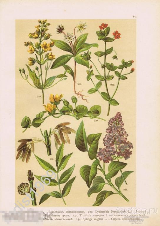 ХРОМОЛИТОГРАФИЯ 1899 г. РАСТЕНИЯ, ЦВЕТЫ. ВЕРБЕЙНИК, ЛУГОВОЙ ЧАЙ, ЯСЕНЬ, СИРЕНЬ, СЕДМИЧНИК