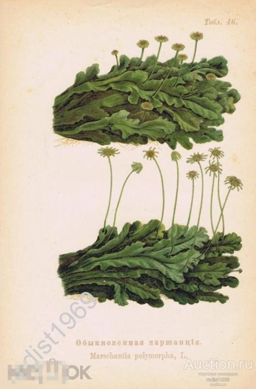 ХРОМОЛИТОГРАФИЯ 1898 г. МОХ. ОБЫКНОВЕННАЯ МАРШАНЦИЯ. РАСТЕНИЯ