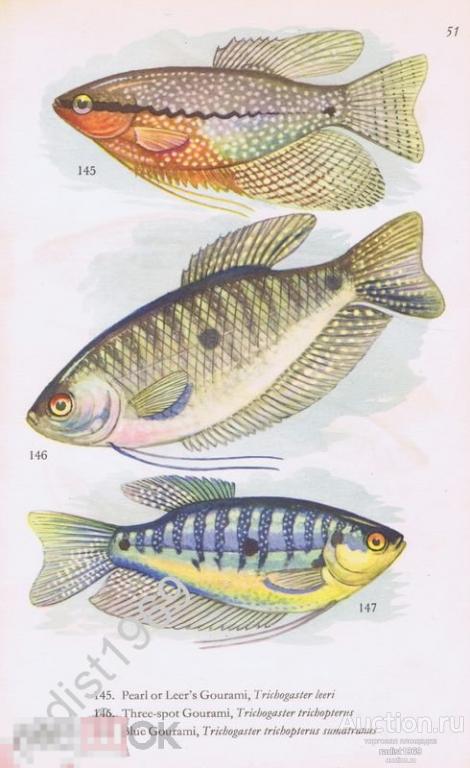 1957 г. АКВАРИУМНЫЕ РЫБКИ. ГУРАМИ, МЕЛАНОТЕНИЯ, НИГРАНС, ТЕЛЬМАТЕРИНА ЛАДИГЕЗА. РЫБА, АКВАРИУМ
