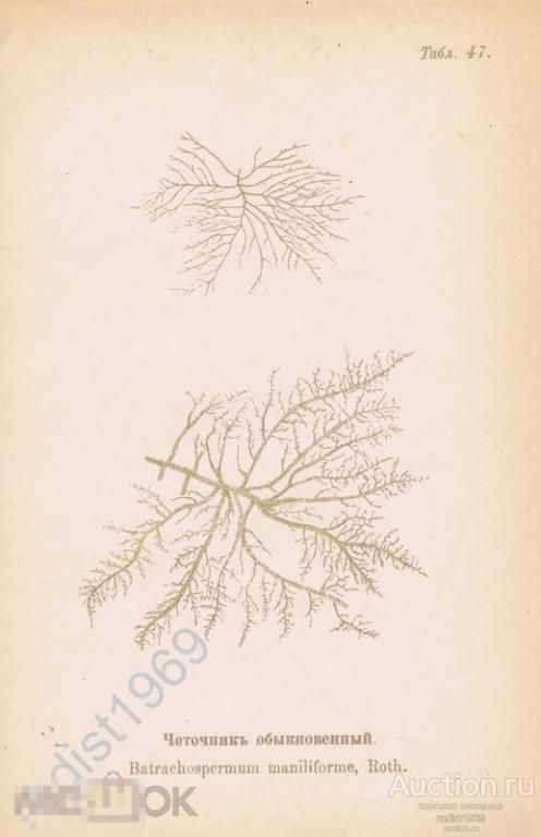 ХРОМОЛИТОГРАФИЯ 1898 г. ВОДОРОСЛИ. ЧЕТОЧНИК ОБЫКНОВЕННЫЙ (БАТРАХОСПЕРМУМ). РАСТЕНИЯ