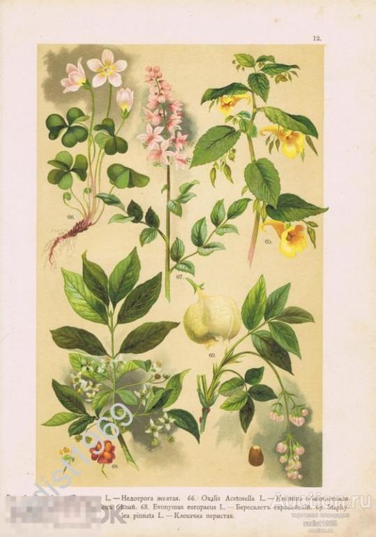 ХРОМОЛИТОГРАФИЯ 1899 г. РАСТЕНИЯ, ЦВЕТЫ. НЕДОТРОГА, КИСЛИЦА, ЯСЕНЕЦ, БЕРЕСКЛЕТ, КЛЕКАЧКА