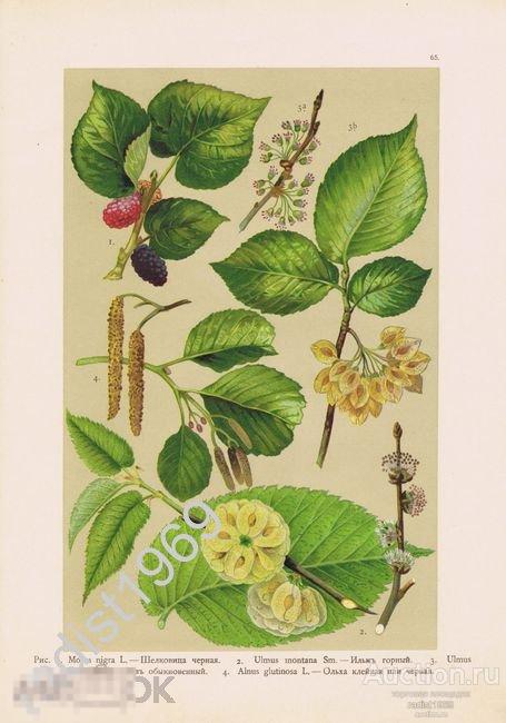 ХРОМОЛИТОГРАФИЯ 1916 г. ДЕРЕВЬЯ. ШЕЛКОВИЦА ЧЕРНАЯ, ИЛЬМ ГОРНЫЙ, ВЯЗ, ОЛЬХА КЛЕЙКАЯ (ЧЕРНАЯ)