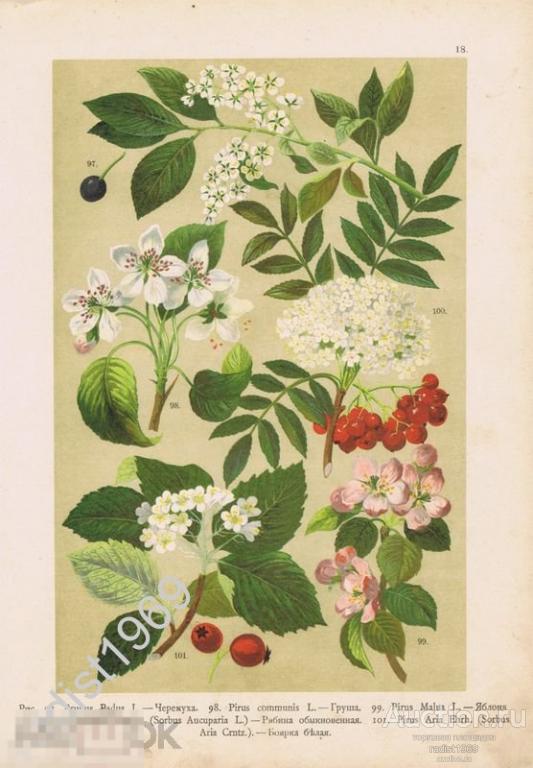 ХРОМОЛИТОГРАФИЯ 1899 г. РАСТЕНИЯ, ЦВЕТЫ, ФРУКТЫ. ЧЕРЕМУХА, ГРУША, ЯБЛОНЯ, РЯБИНА, БОЯРКА БЕЛАЯ