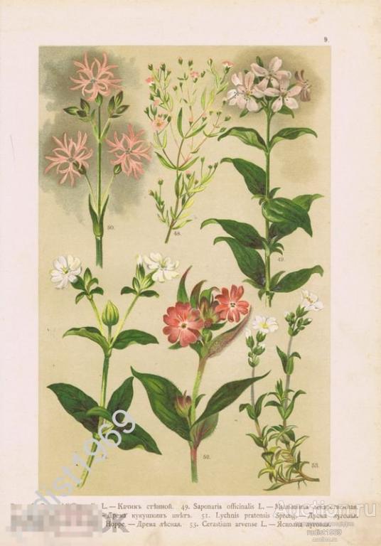 ХРОМОЛИТОГРАФИЯ 1899 г. РАСТЕНИЯ, ЦВЕТЫ. КАЧИМ СТЕННОЙ, МЫЛЬНЯНКА ЛЕКАРСТВЕННАЯ, ДРЕМА, ЯСКОЛКА