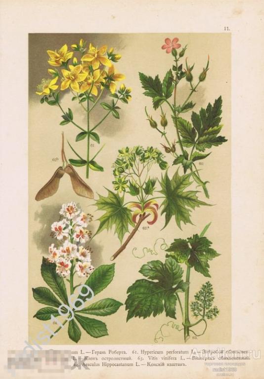 ХРОМОЛИТОГРАФИЯ 1899 г. РАСТЕНИЯ, ЦВЕТЫ. ГЕРАНЬ РОБЕРТА, ЗВЕРОБОЙ, КЛЕН, ВИНОГРАД, КОНСКИЙ КАШТАН