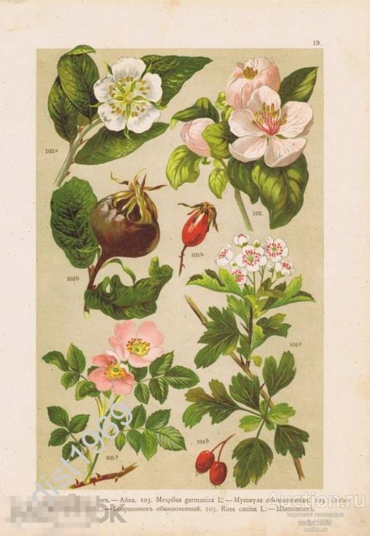 ХРОМОЛИТОГРАФИЯ 1899 г. РАСТЕНИЯ, ЦВЕТЫ, ФРУКТЫ. АЙВА, МУШМУЛА, БОЯРЫШНИК, ШИПОВНИК