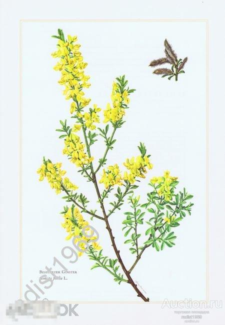 1960 г. ДРОК ВОЛОСИСТЫЙ. СЕРИЯ `КУСТЫ И ДЕРЕВЬЯ`. РАСТЕНИЯ, ЦВЕТЫ