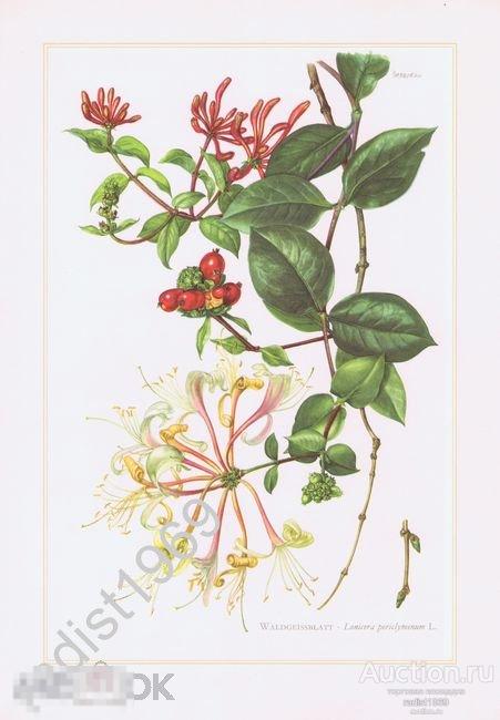 1960 г. ЖИМОЛОСТЬ ВЬЮЩАЯСЯ. СЕРИЯ `КУСТЫ И ДЕРЕВЬЯ`. РАСТЕНИЯ, ЯГОДЫ, ЦВЕТЫ