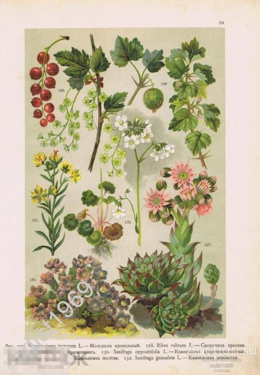 ХРОМОЛИТОГРАФИЯ 1899 г. РАСТЕНИЯ, ЦВЕТЫ, ЯГОДЫ. СМОРОДИНА КРАСНАЯ, КРЫЖОВНИК, КАМНЕЛОМКА, МОЛОДИЛО