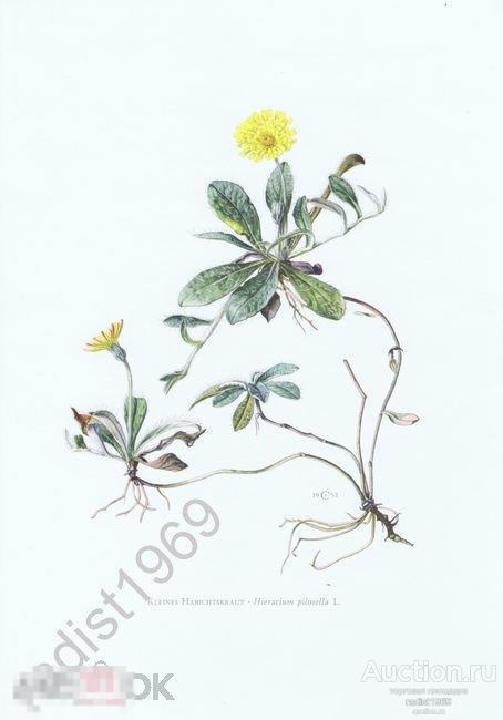 1970 г. ЯСТРЕБИНОЧКА ОБЫКНОВЕННАЯ. СЕРИЯ `ТРАВЫ И МНОГОЛЕТНИКИ`. РАСТЕНИЯ, ЦВЕТЫ