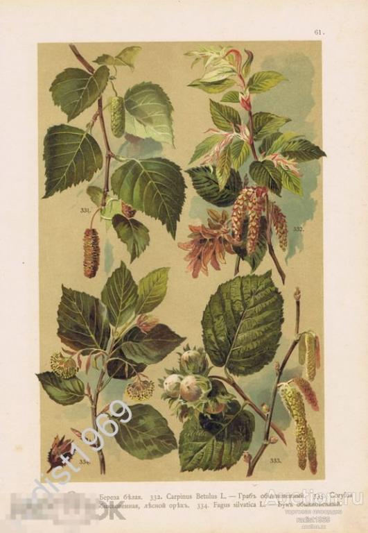 ХРОМОЛИТОГРАФИЯ 1899 г. РАСТЕНИЯ, ДЕРЕВЬЯ. БЕРЕЗА БЕЛАЯ, ГРАБ, ЛЕЩИНА (ЛЕСНОЙ ОРЕХ), БУК