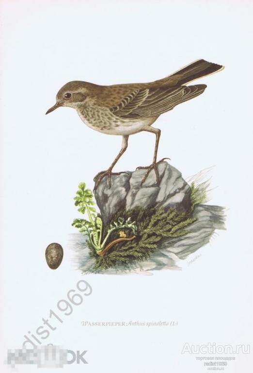 ОФСЕТНАЯ ЛИТОГРАФИЯ 1953 г. ПТИЦЫ. ГОРНЫЙ (БЕРЕГОВОЙ) КОНЕК