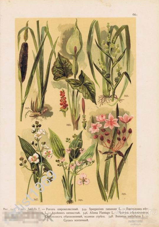 ХРОМОЛИТОГРАФИЯ 1899 г. РАСТЕНИЯ, ЦВЕТЫ. РОГОЗ, ЕЖЕГОЛОВКА, АРОЙНИК, ЧАСТУХА, СТРЕЛОЛИСТ, СУСАК