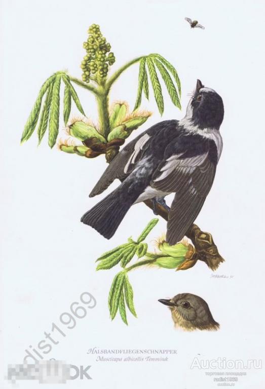 ОФСЕТНАЯ ЛИТОГРАФИЯ 1953 г. ПТИЦЫ. МУХОЛОВКА-БЕЛОШЕЙКА