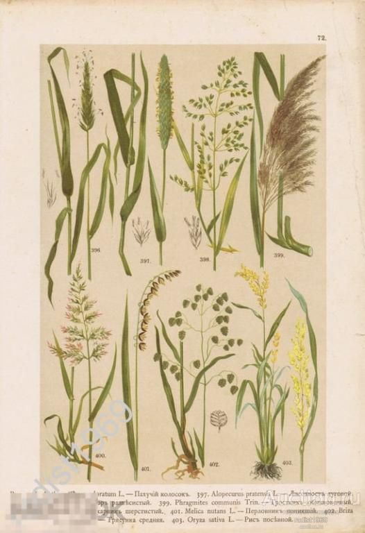 ХРОМОЛИТОГРАФИЯ 1899 г. РАСТЕНИЯ, ЗЛАКИ. ПАХУЧИЙ КОЛОСОК, ТРОСТНИК, ПЕРЛОВНИК, РИС, ТРЯСУНКА
