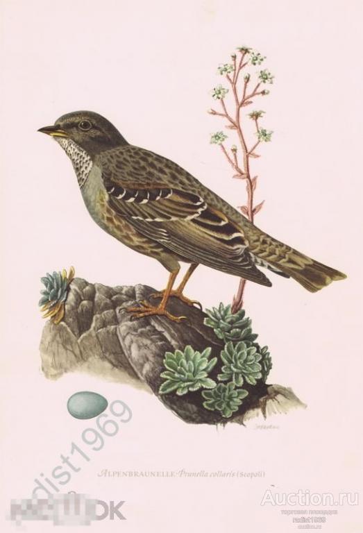 ОФСЕТНАЯ ЛИТОГРАФИЯ 1953 г. ПЕВЧИЕ ПТИЦЫ. АЛЬПИЙСКАЯ ЗАВИРУШКА