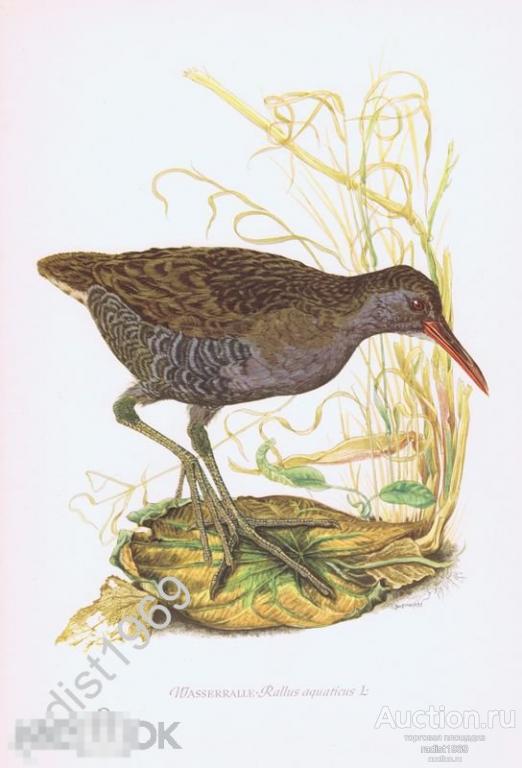 ОФСЕТНАЯ ЛИТОГРАФИЯ 1953 г. ПТИЦЫ. ВОДЯНОЙ ПАСТУШОК