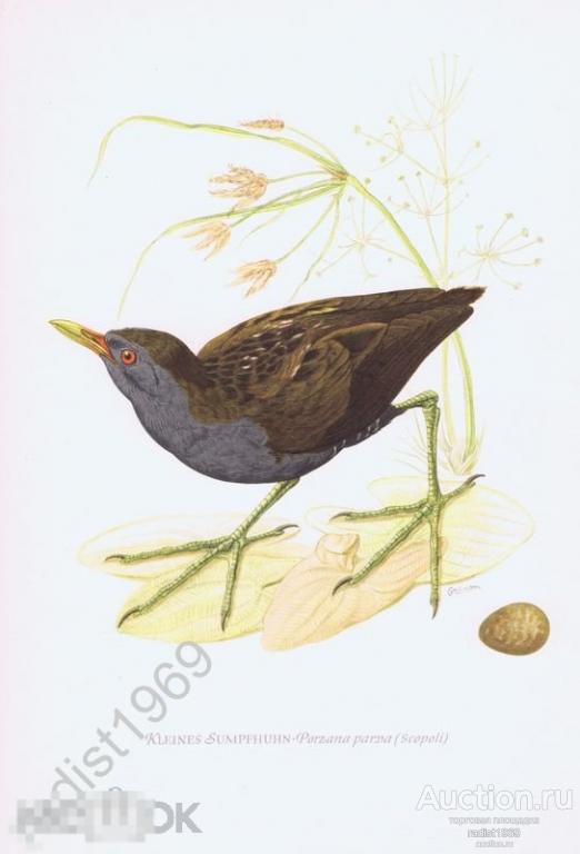 ОФСЕТНАЯ ЛИТОГРАФИЯ 1953 г. ПТИЦЫ. МАЛЫЙ ПОГОНЫШ (МАЛАЯ КУРОЧКА)