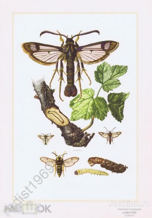 ОФСЕТНАЯ ЛИТОГРАФИЯ 1961 г. НАСЕКОМЫЕ. БАБОЧКИ. СТЕКЛЯННИЦЫ