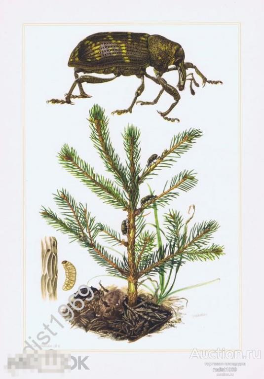 ОФСЕТНАЯ ЛИТОГРАФИЯ 1961 г. НАСЕКОМЫЕ. ЖУКИ. ДОЛГОНОСИК СОСНОВЫЙ