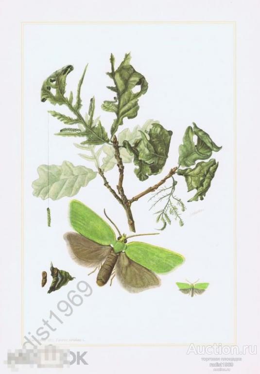 ОФСЕТНАЯ ЛИТОГРАФИЯ 1961 г. НАСЕКОМЫЕ. БАБОЧКИ. ЛИСТОВЕРТКА ЗЕЛЕНАЯ ДУБОВАЯ