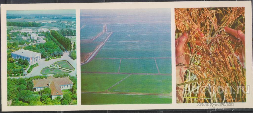 По Краснодарскому краю Рисосовхоз "Красноармейский" Рисовые чеки Рис